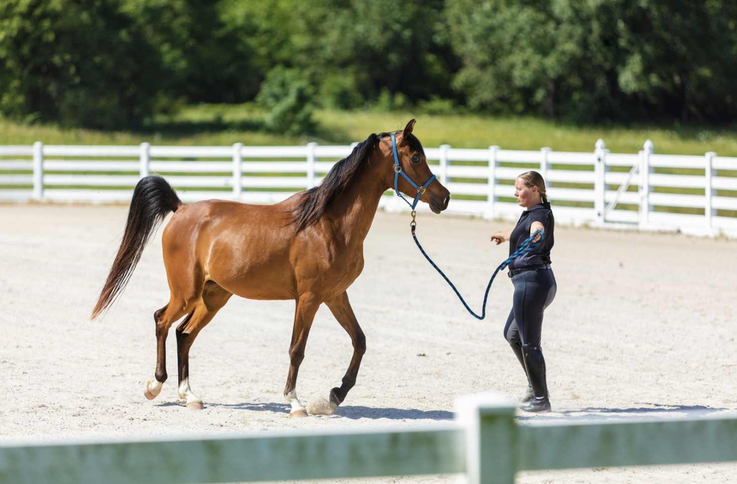 5 Tips for Maintaining a Well-Trained Horse